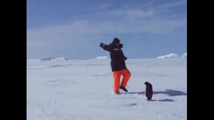 Атаката на пингвина!