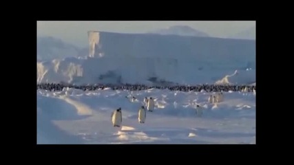 Животът На Пингвините