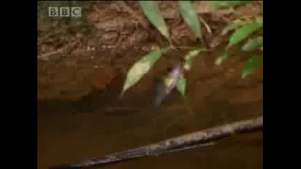 Канибализъм - Cannibalism - Bbc 