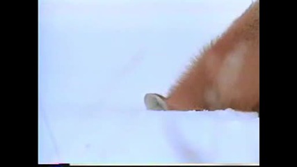 Лисица През Зимата 
