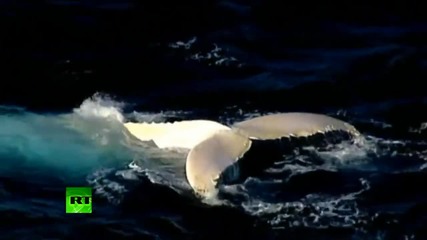 Изключително рядък екземпляр на бял гърбав кит е засне край бреговете на Австралия