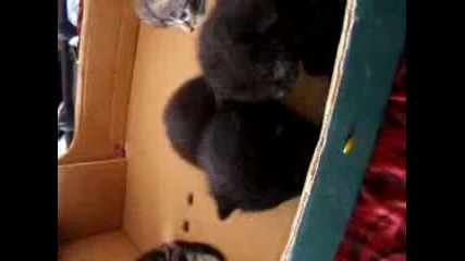 Прохождащи Котенца