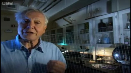 Sticky gecko feet - Space Age Reptiles - Bbc 