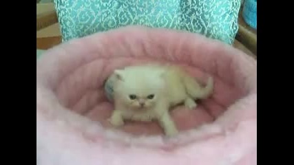 Kitten Pretty in Pink 