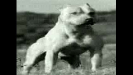 Qk!-pitbulli