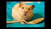 Funny Hamster - Hamster Dance