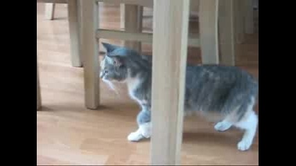 Смях - Пияна котка...