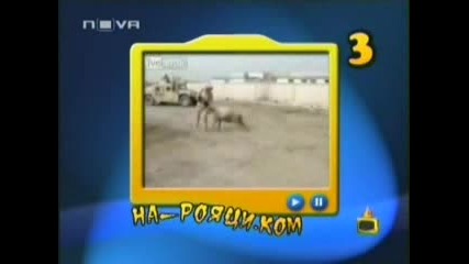 Господари На Ефира - Топ 5 Най - Лудите Овце