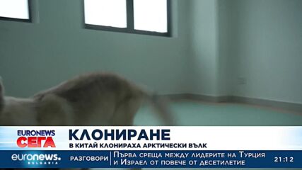 В Китай клонираха арктически вълк