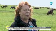 Собственичка на най-голямата ферма за биволи у нас се бори за повече права на жените фермерки