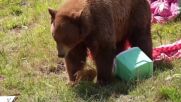 Любопитни мечки се самопоканиха на пикник (ВИДЕО)