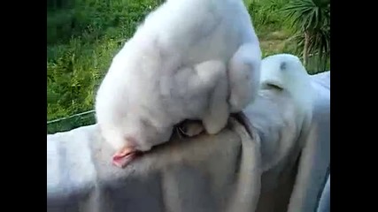 котка спи по странен начин