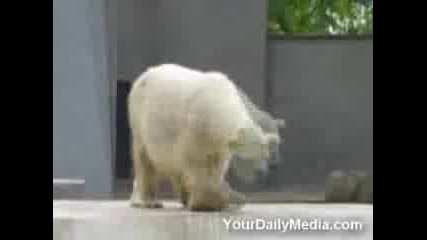 мечка която танцува много яко 