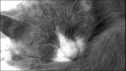 My Cat //ЛИЧНО ВИДЕО//