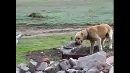 Откачена Гъска се бие с куче