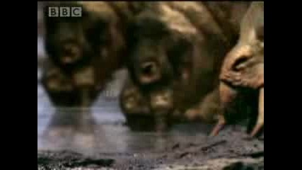 Dinosaur Supremacy Bbc