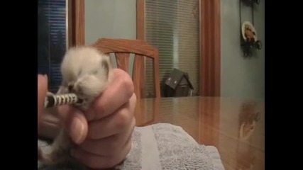 Много сладко котенце!