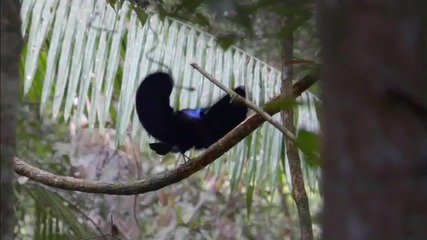 Birds of Paradise - Peter,sue and Marc Hd