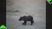 Хора срещу мечки- само в Русия