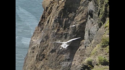 Fly