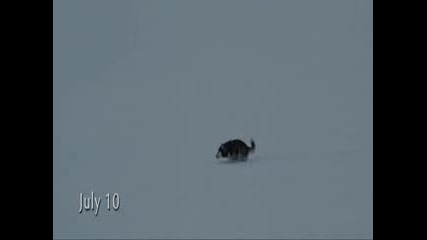 Eight Below - Behind Blue Eyes 