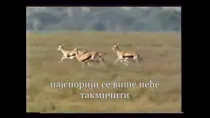 Гепарди