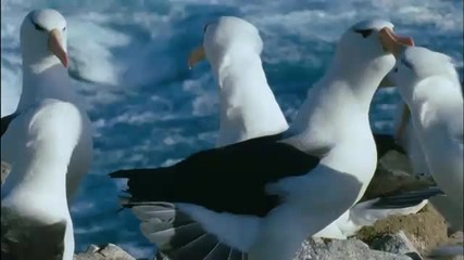 Albatross by Peter Greens Fleetwood Mac 