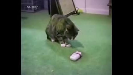 funny animals