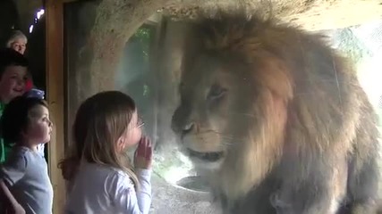 Лъв иска да изяде малко дете