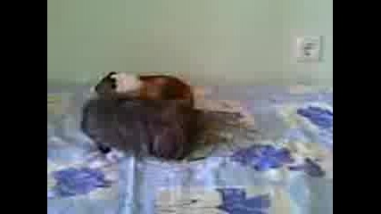 морски свинчета 