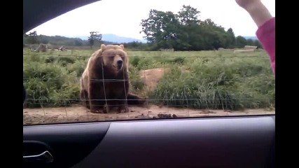 Тази мечка е просто невeроятна сладка а !