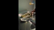 Nike изненада Кристиано Роналдо със златни бутонки