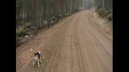 Заек напада куче