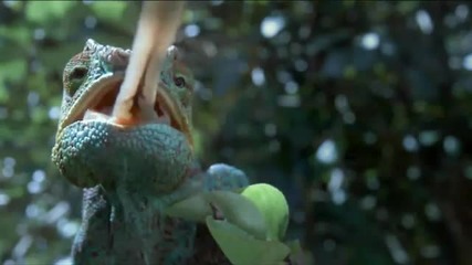 Bbc Life The panther Chameleon (furcifer Pardalis) from Madagascar 