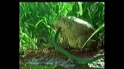 Жаба Бик се храни със змийче.