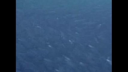 Herring Flatulence - - National Geographic.flv