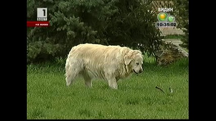 Почина мъжът, ухапан от кучета в столичния квартал "редута""