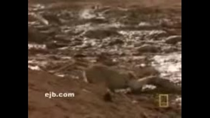 Този Бабун е Голям Късметлия 
