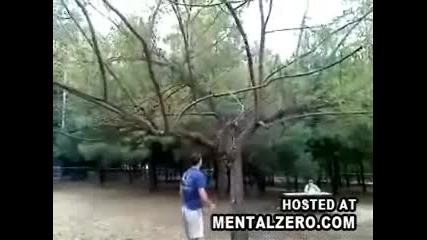 Куче се Катери по Дърветата 
