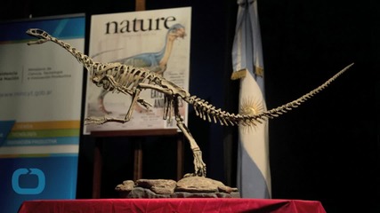 New Fossil Reveals Velociraptor Sported Feathers