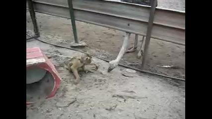 Маймунка и щраус