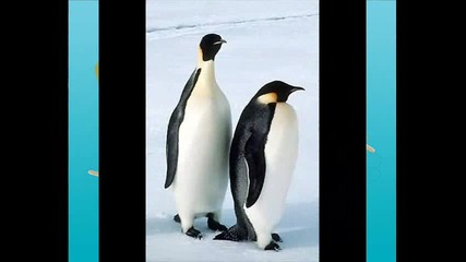 Пингвинчето и сладоледа