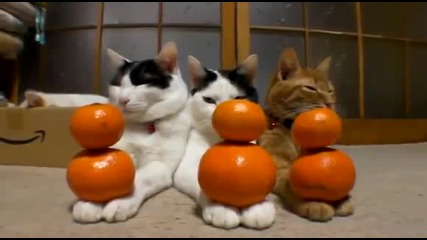 Трите най-невъзмутими котки!