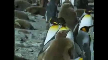 Животът на кралските пингвини