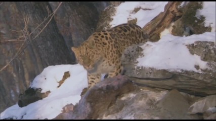 Най - рядко срещаната котка в света - Амурският Леопард! 