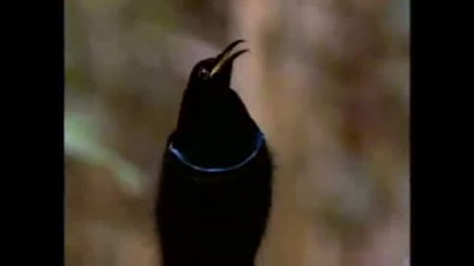 National Geographic - Riflebird Of Paradise