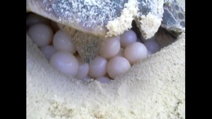 Морска костенурка снася 209 яйца на брега на морето!