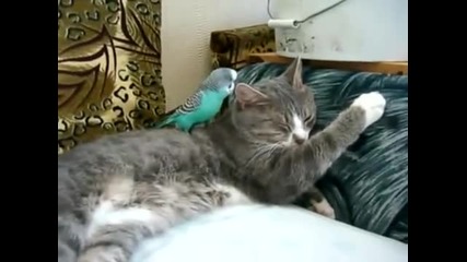 Папагалче се закача със спящо коте