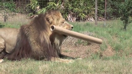 Lion - Tiger - vs - Giraffe 