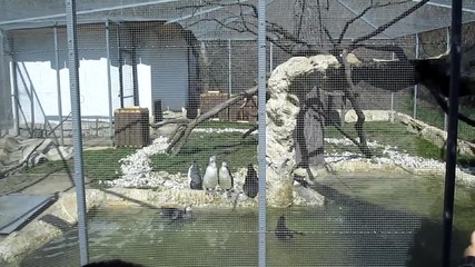 Пингвинчетата в Софийския зоопарк
